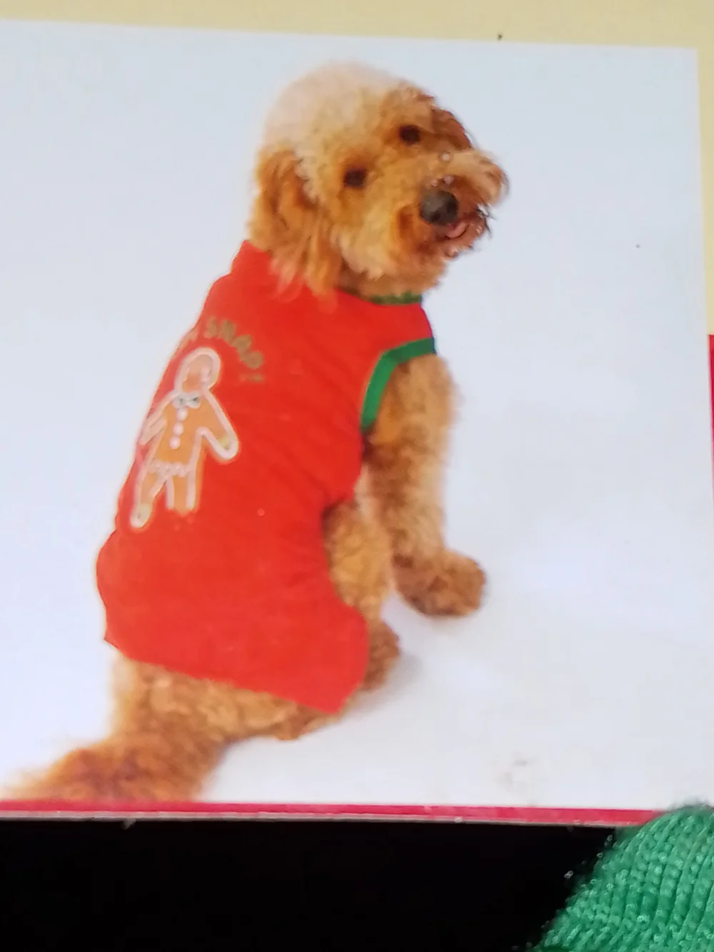 Pet Pajama